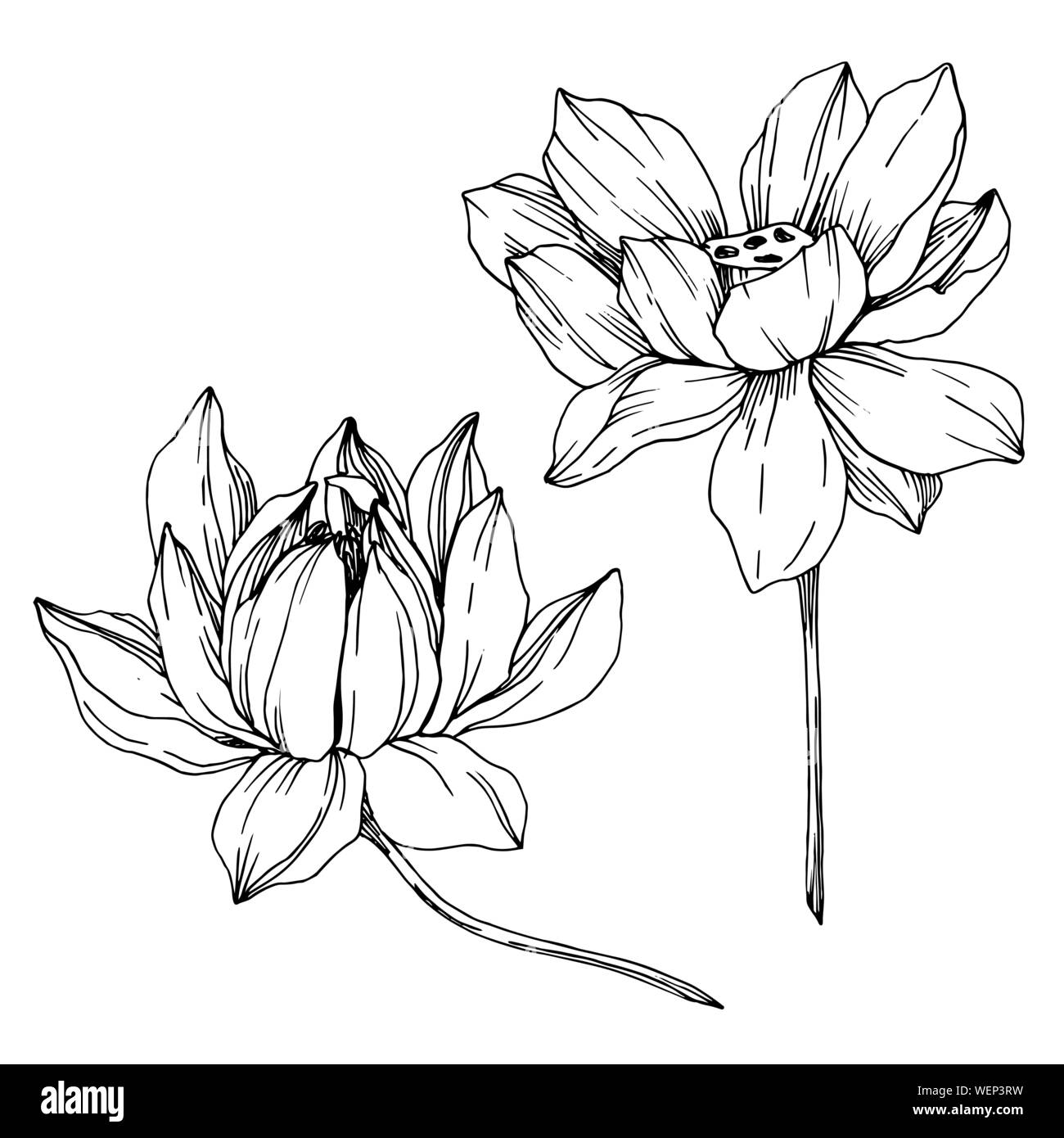 Vektor Lotus Blumen botanischen Blumen. Schwarz und weiß eingraviert Tinte Art isoliert Lotus Abbildung Element. Stock Vektor