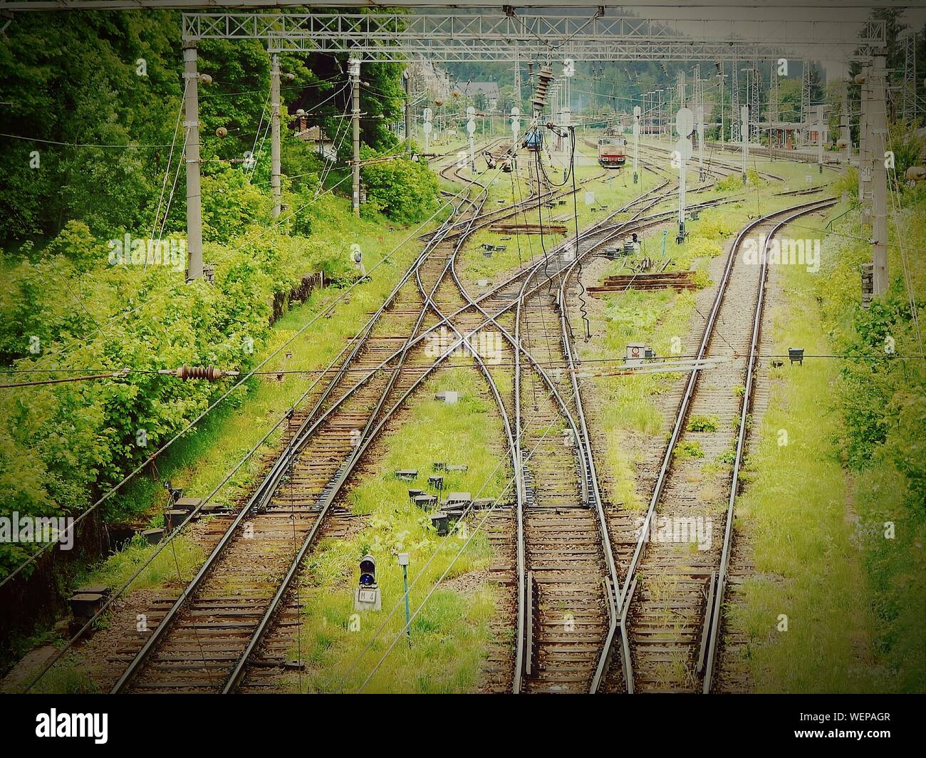 Eisenbahnschienen auf Feld durch Bäume Stockfoto