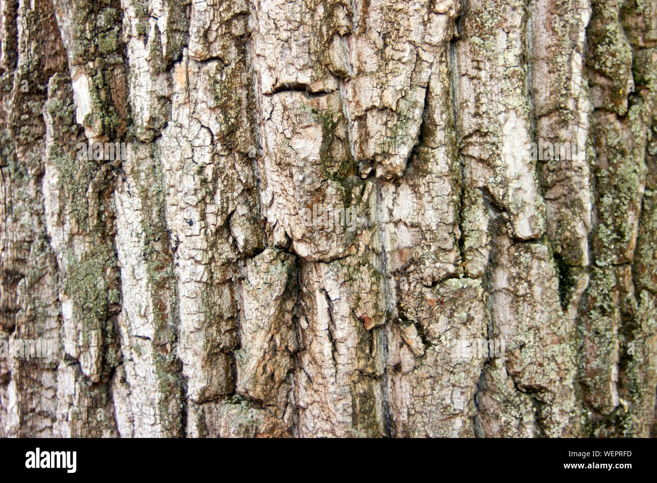 Das Foto von Close-up Holz Rinde. Hintergrund für die Holzindustrie Stockfoto