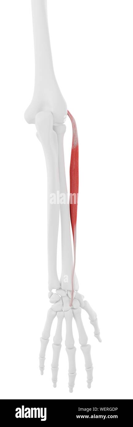 Extensor carpi radialis brevis Muskel, Abbildung Stockfoto