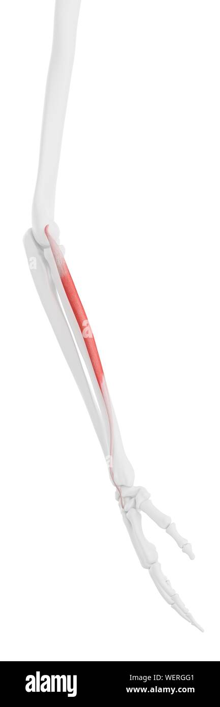 Extensor carpi radialis brevis Muskel, Abbildung Stockfoto