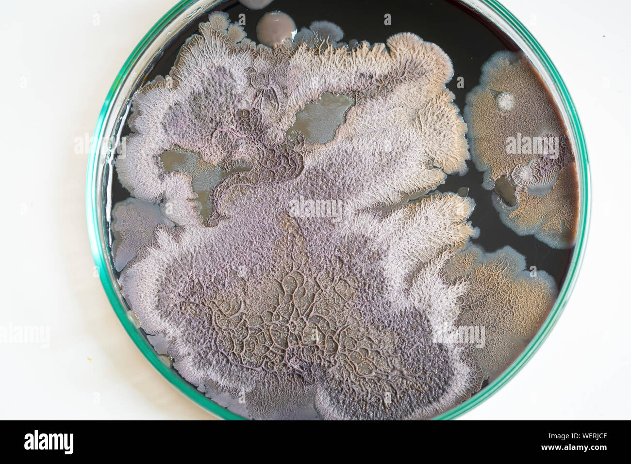 Mikrobielle Kolonien auf Petrischale Stockfoto