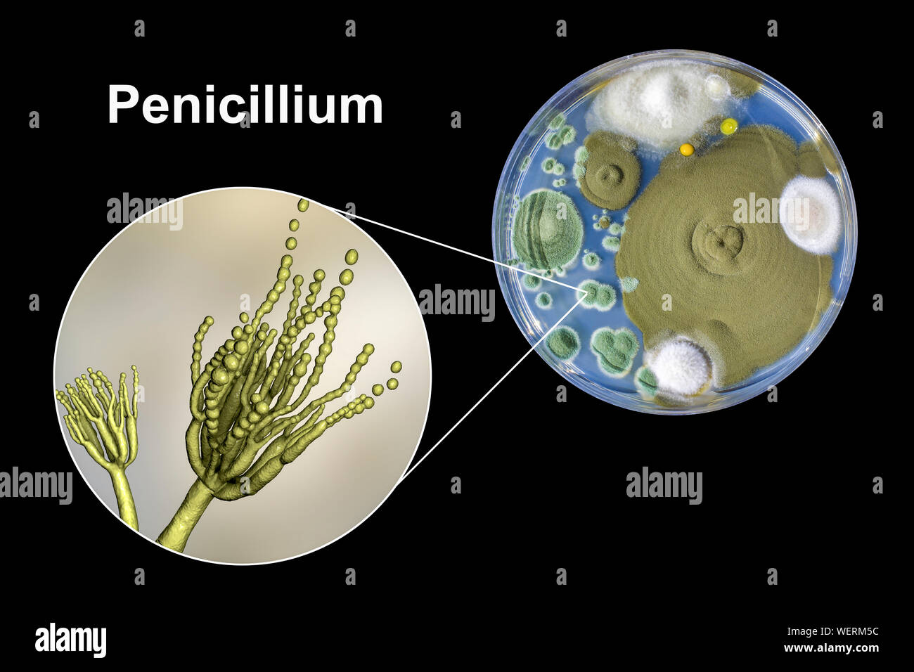 Schimmel Penicillium, zusammengesetztes Bild Stockfoto