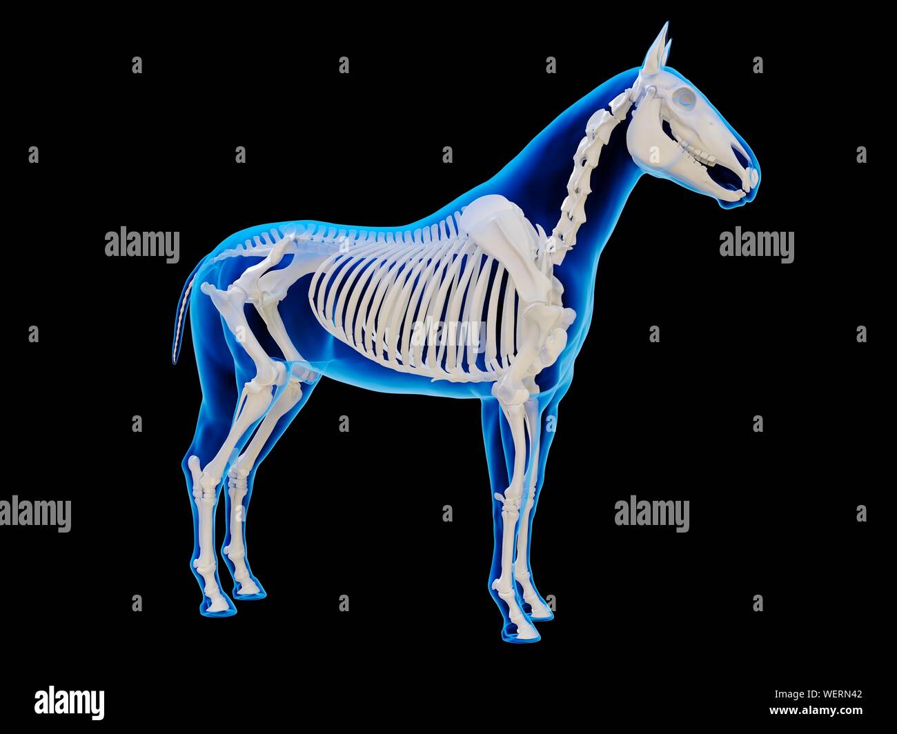 anatomie-pferd-skelett-3d-fotos-und-bildmaterial-in-hoher-aufl-sung