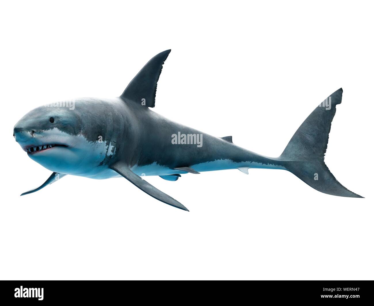 Great White Shark, Abbildung Stockfoto