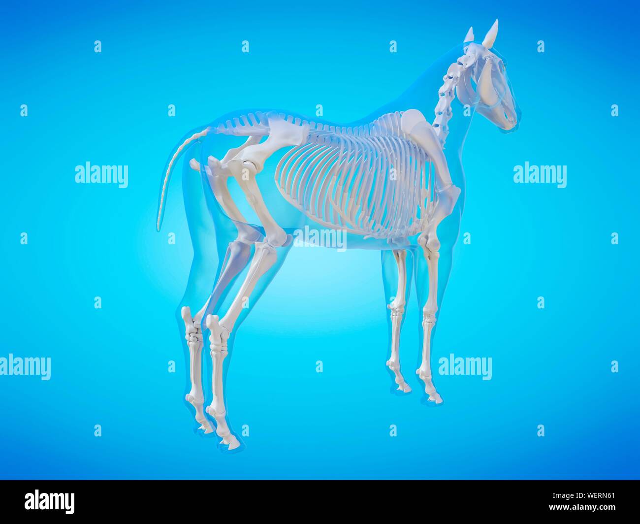anatomie-pferd-skelett-3d-fotos-und-bildmaterial-in-hoher-aufl-sung