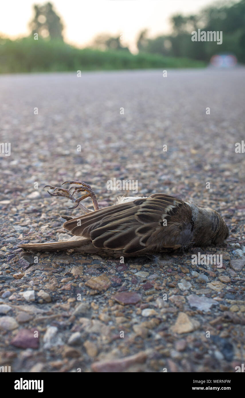 Wild Bird führen über asphaltierte Landstraße. Konzept für die Sicherheit im Straßenverkehr und Tierschutz Stockfoto