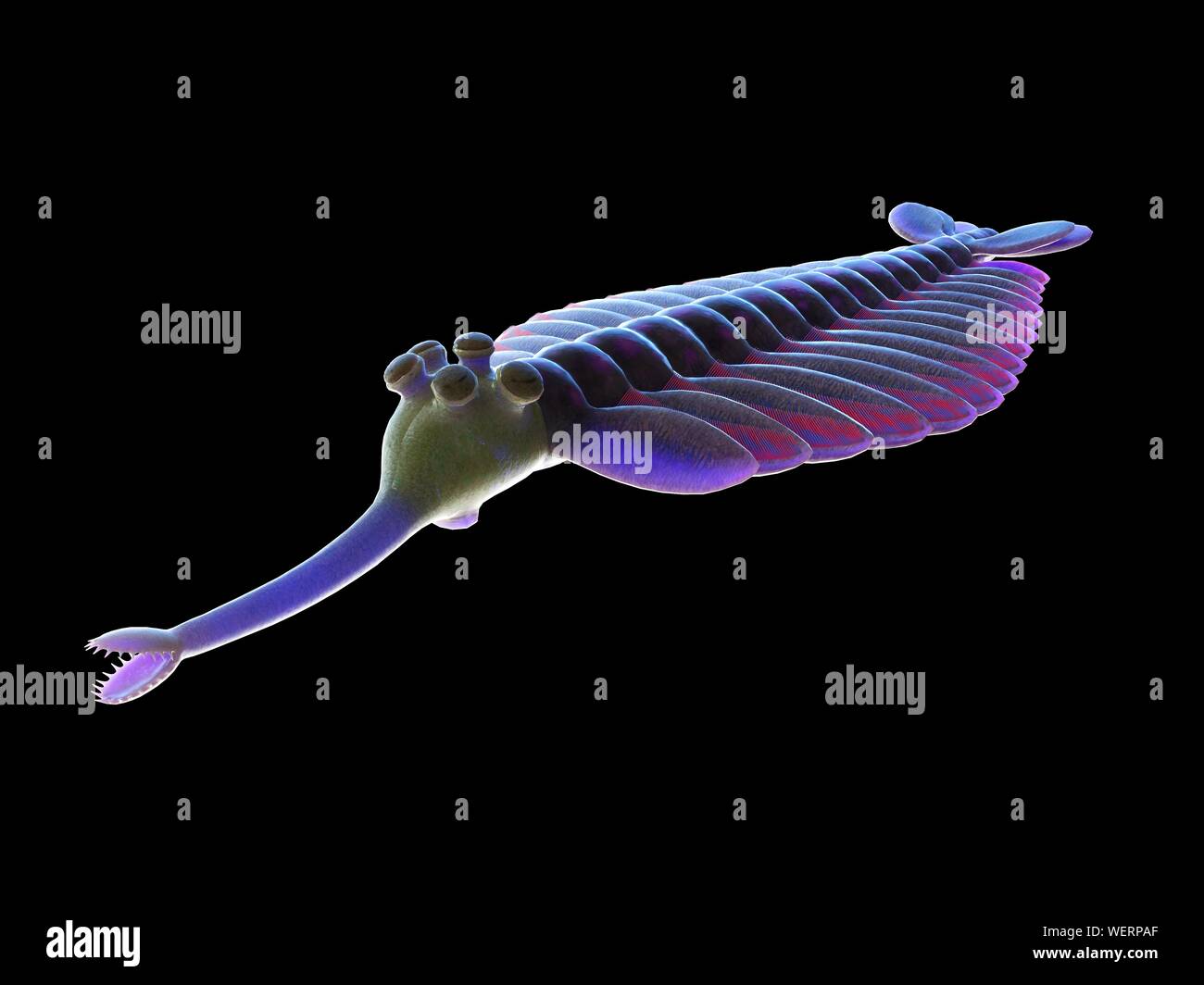 Opabinia marine Arthropoden, Abbildung Stockfotografie Alamy