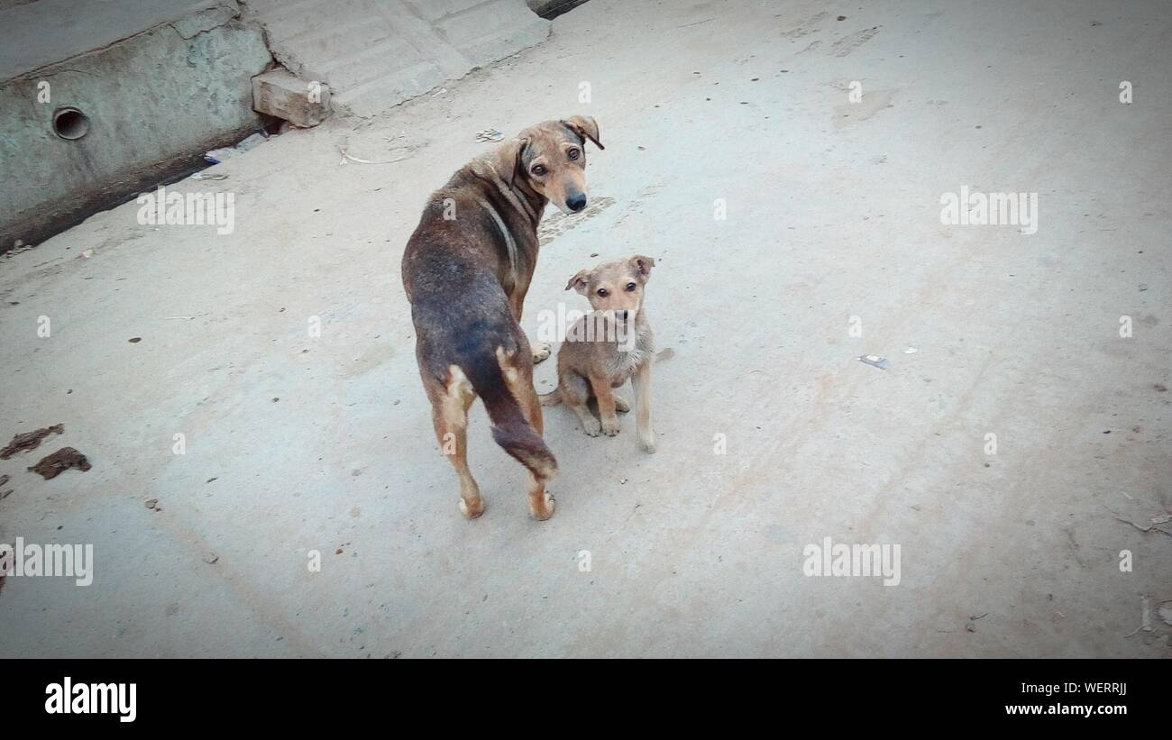 Hohe Betrachtungswinkel Junger Hund mit Mutter auf der Straße Stockfoto