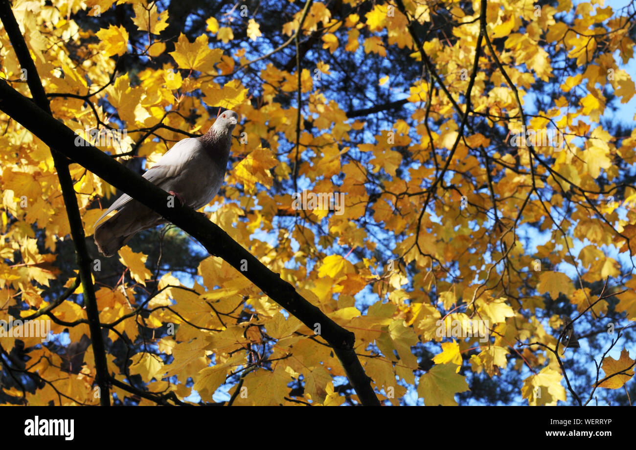 Taube sitzend auf Gelb Maple Tree Branch Stockfoto