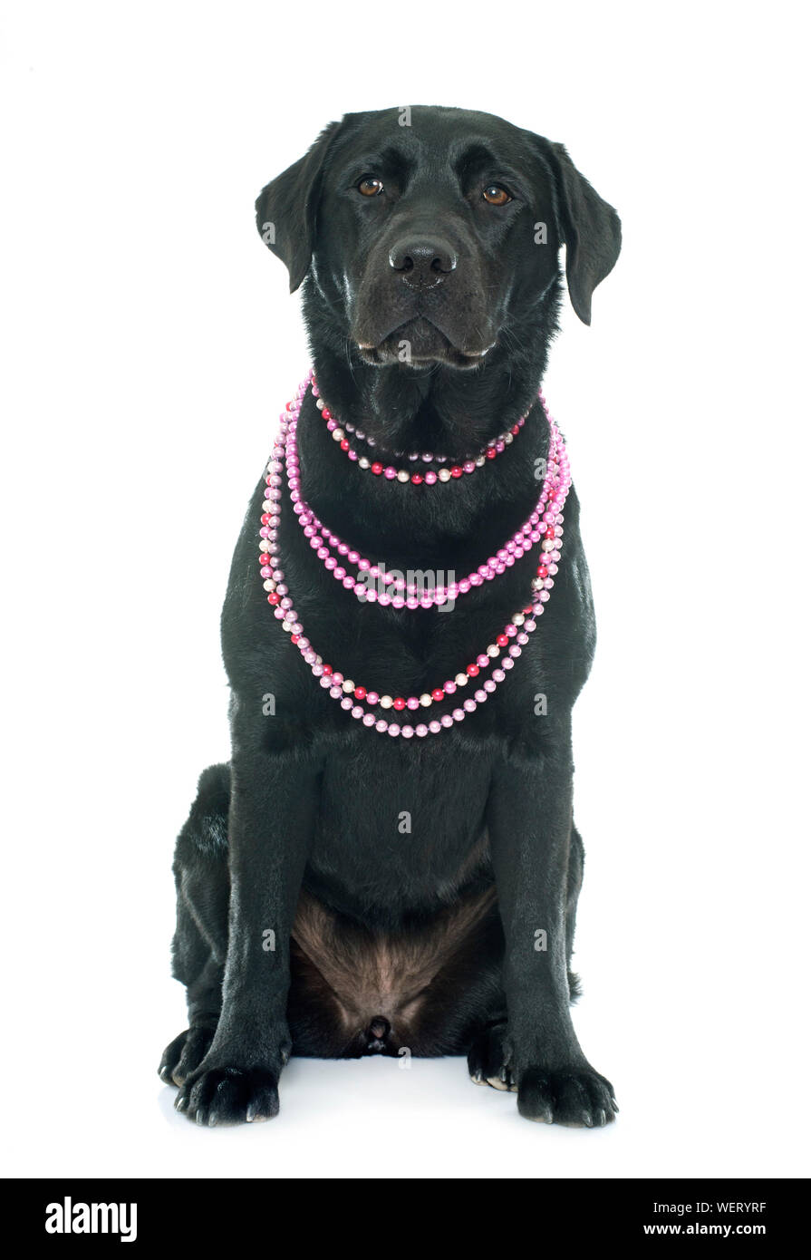 Portrait von schwarzen Labrador tragen Perlenkette auf weißem Hintergrund Stockfoto