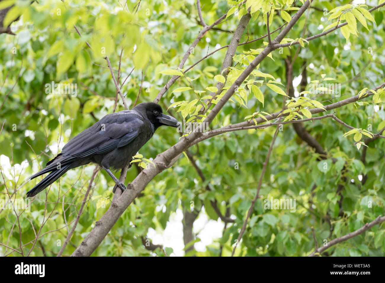 Große schwarze Raben sitzen auf einem Baum. Big Nose Krähe auf den Straßen von Fukuoka, Japan Stockfoto