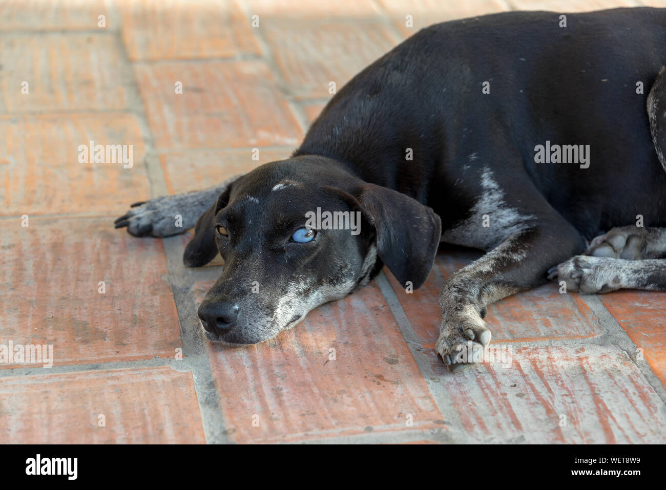 Portrait von Hund mit verschiedenfarbigen Augen Entspannen auf Fußweg Stockfoto
