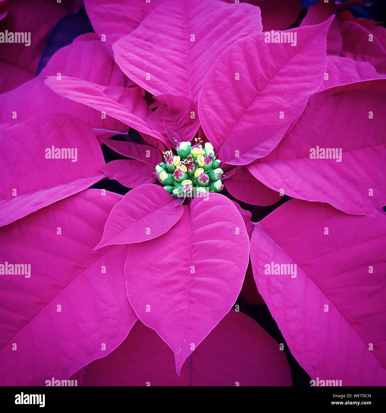 Poinsettia Pink Stockfotos Poinsettia Pink Bilder Alamy