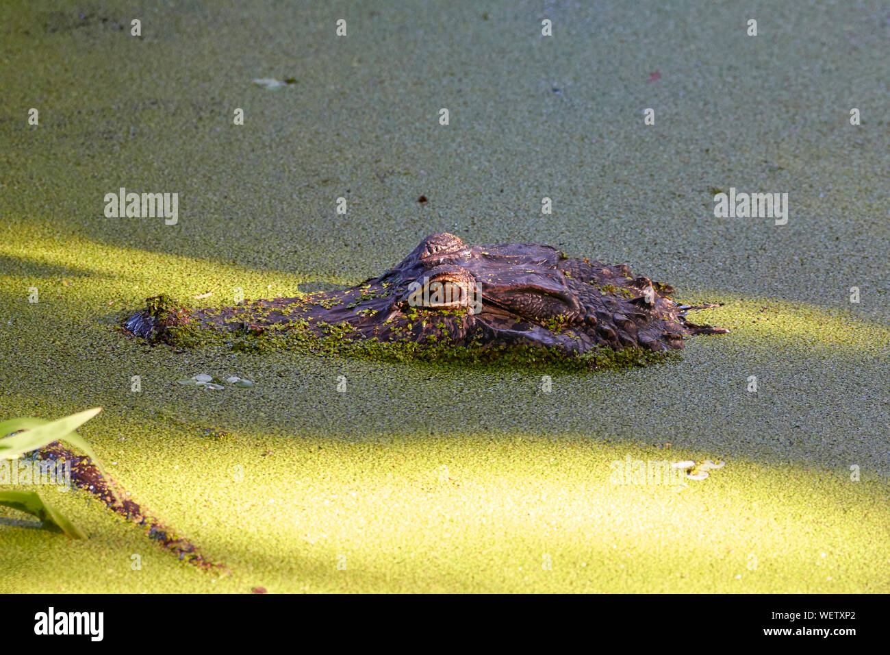 Alligator Headshot am Kreis B Bar finden Stockfoto