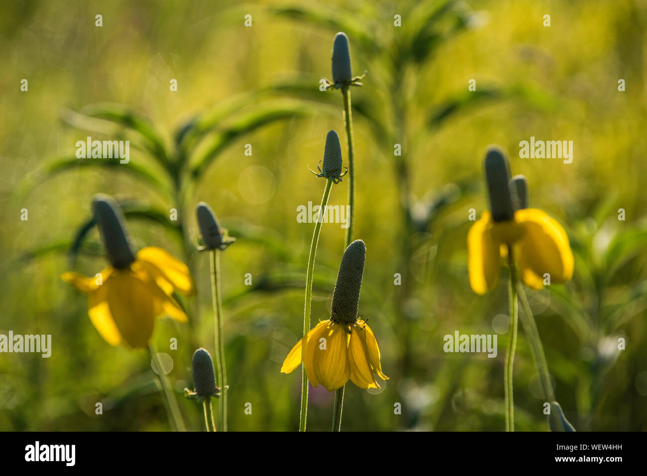 Aufrechte Prairie Coneflower (Ratibida columnifera), auch Mexican Hat, Wind Cave National Park, S. Dakota, USA, von Bruce Montagne/Dembinsky Foto aufgerufen Stockfoto