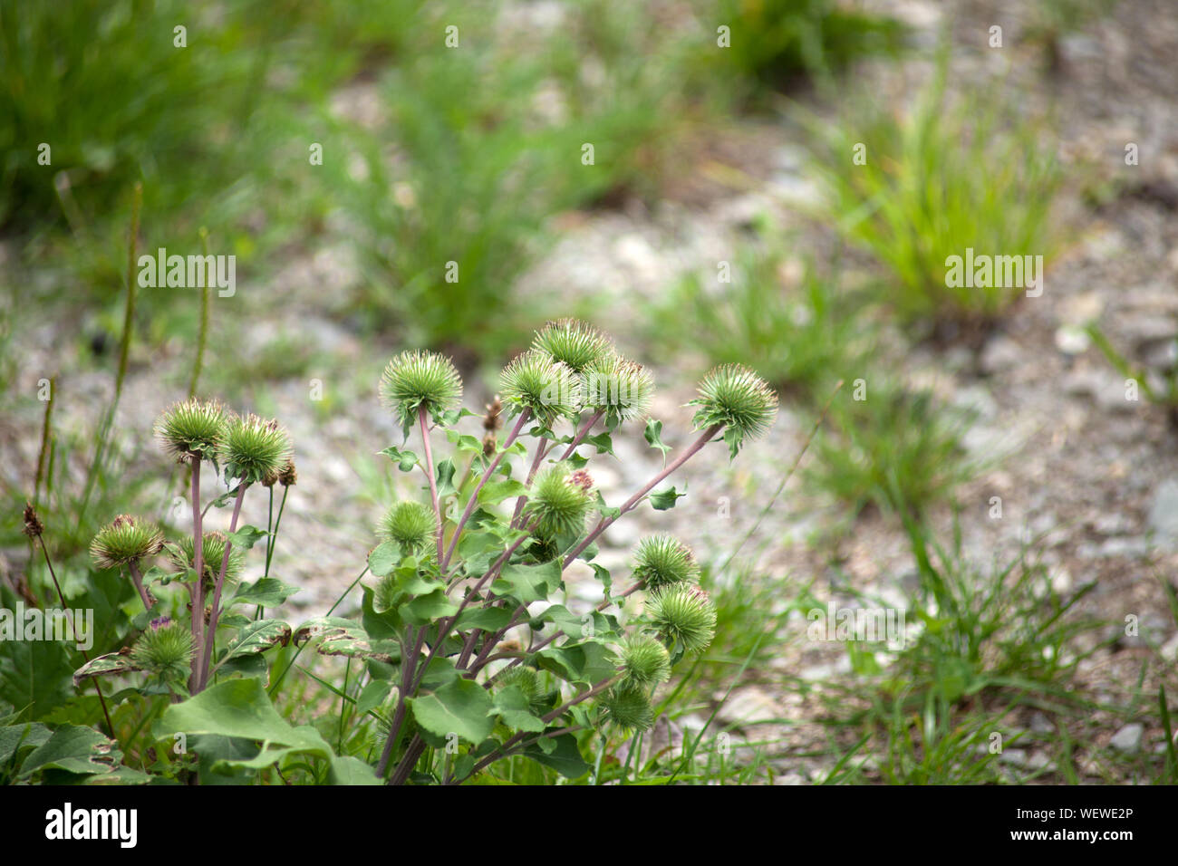 Große Klette Arctium lappa Pflanze Stockfoto