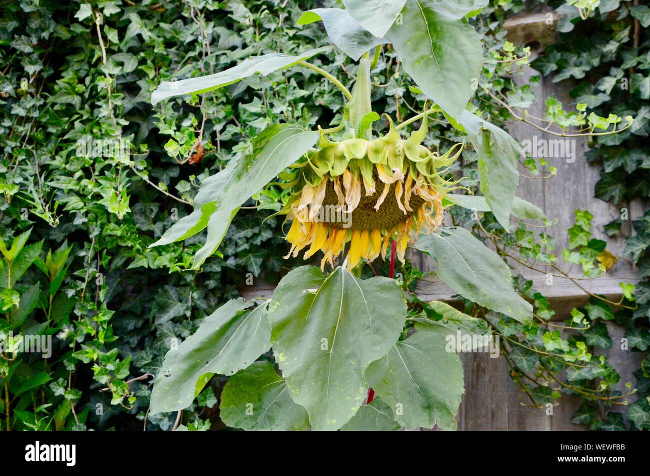 Eine hängenden Sonnenblume mit Efeu in Nord London Garten uk Stockfoto