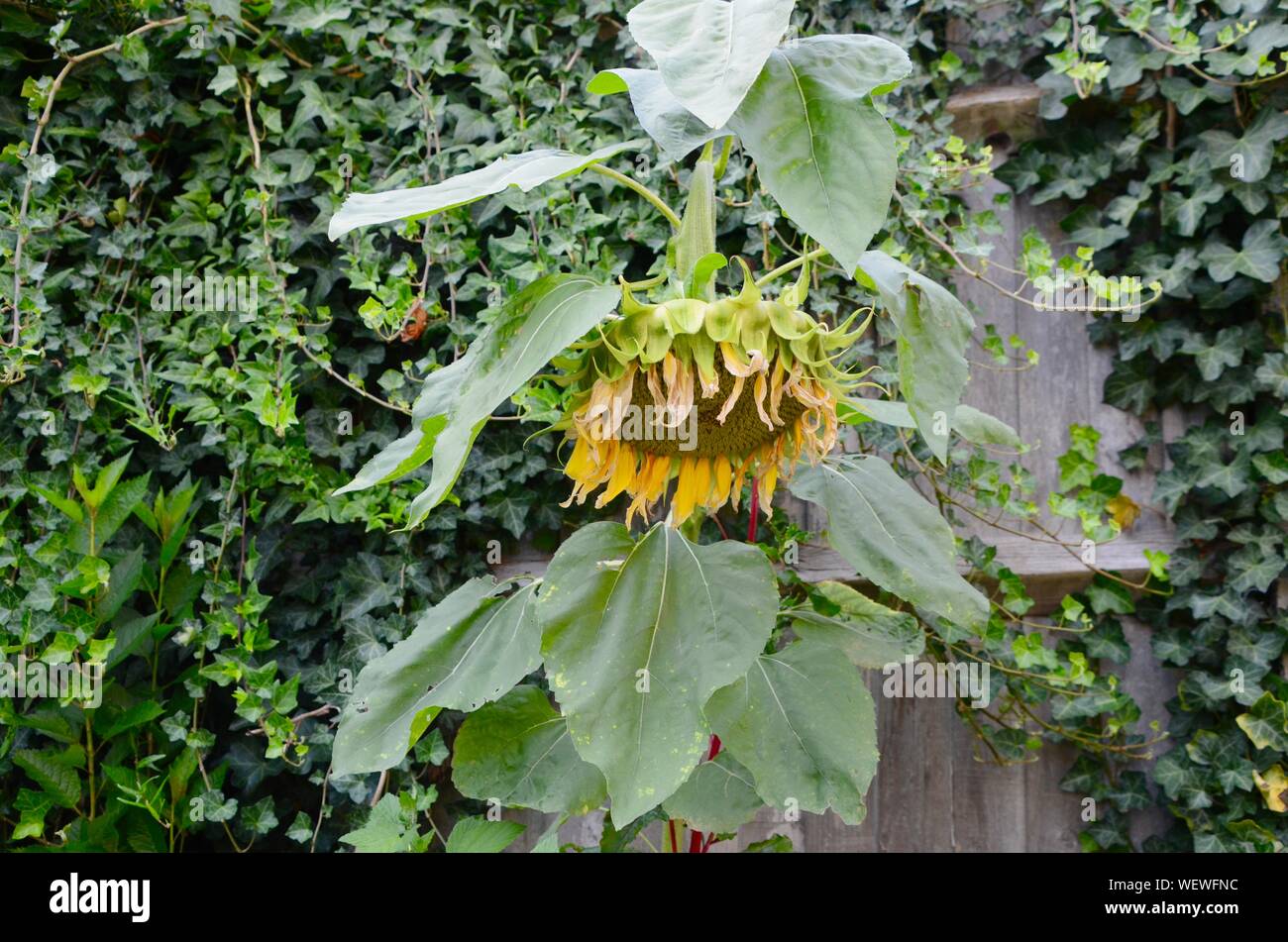 Eine hängenden Sonnenblume mit Efeu in Nord London Garten uk Stockfoto