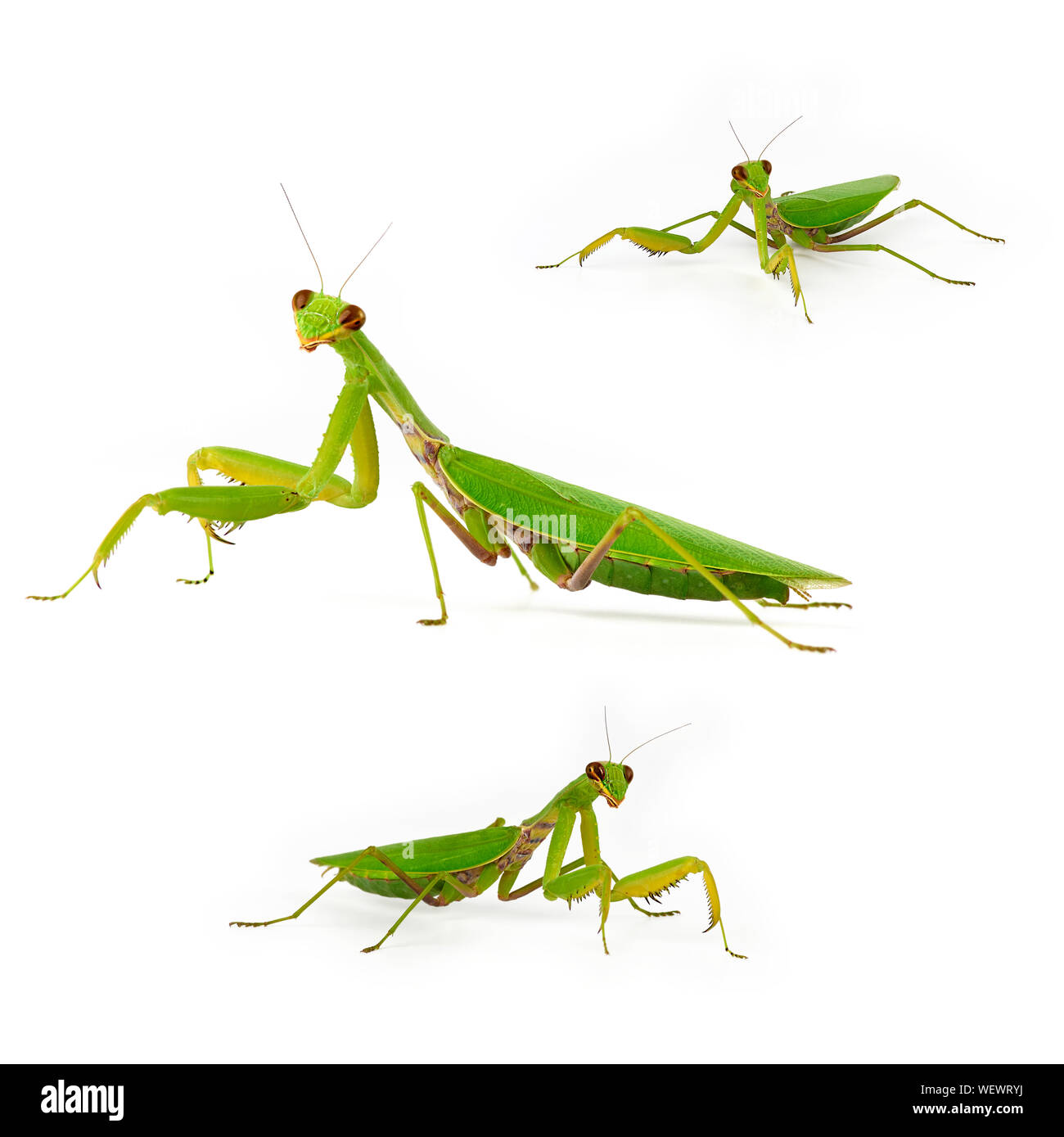 Satz von drei grünen Mantis in voller Länge, Insekt steht auf einem weißen Hintergrund in unterschiedlichen Posen Stockfoto