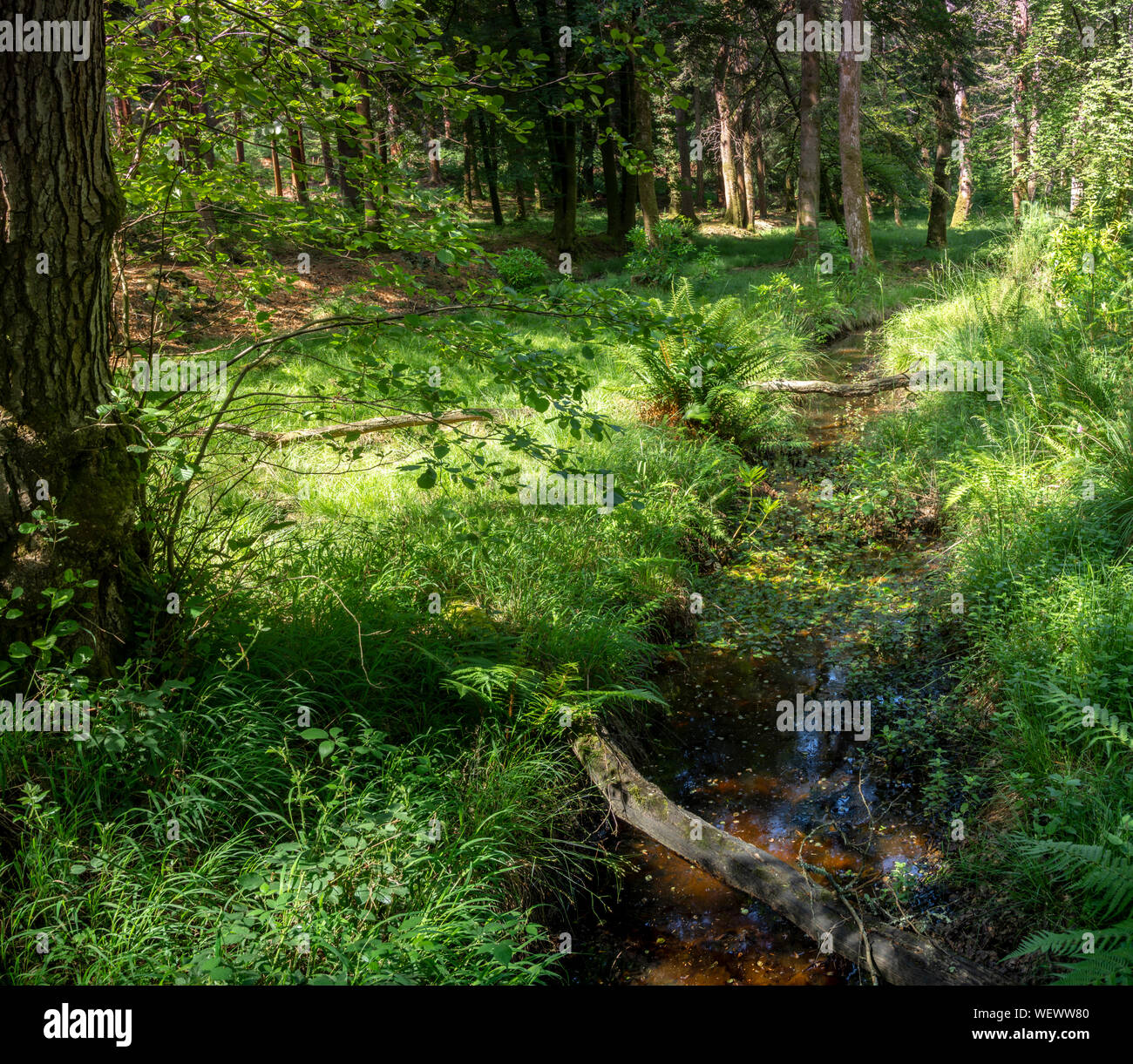 Wald und Heide in der New Forest Hampshire England Großbritannien Stockfoto