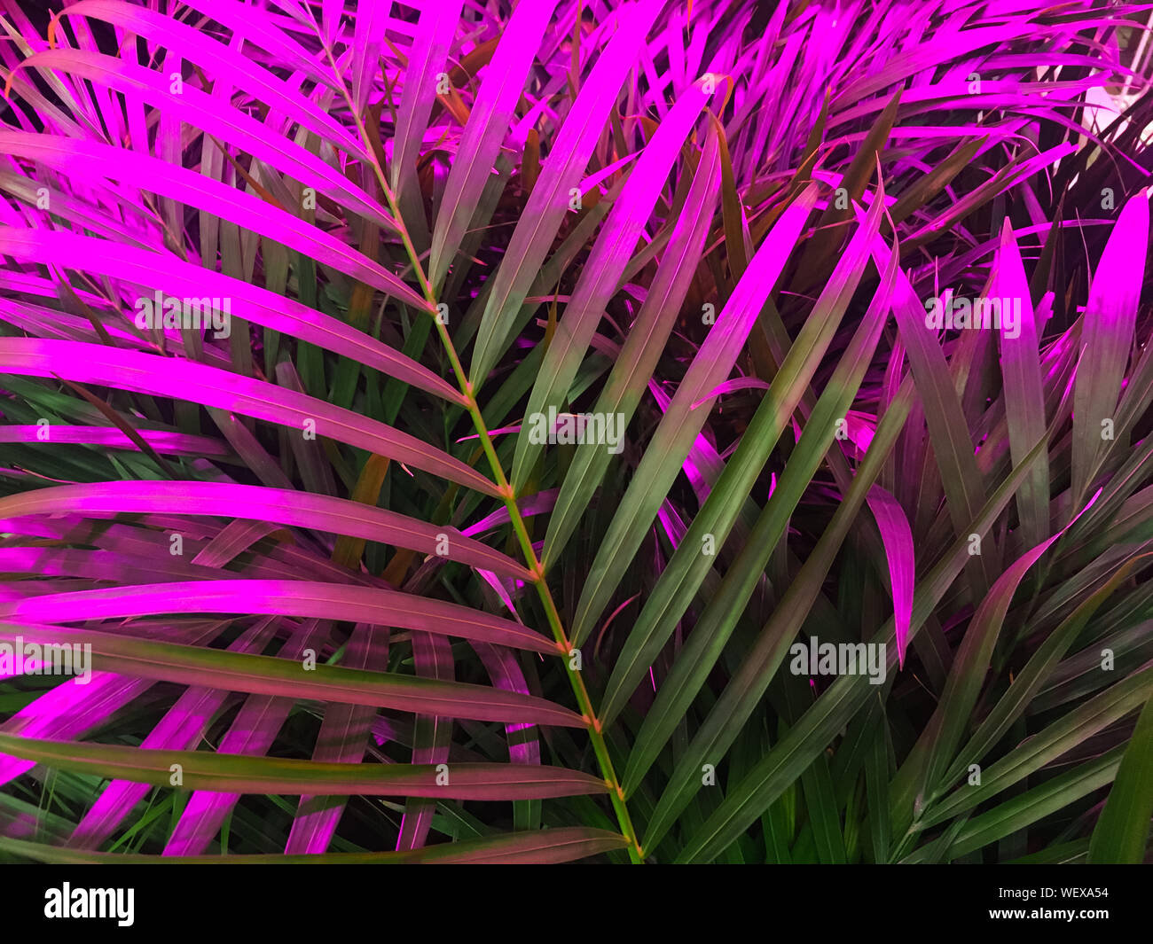 Trendy neon dualcolor Lila und Grün mit einem tropischen Palmen Muster verlässt. Konzept Stockfoto