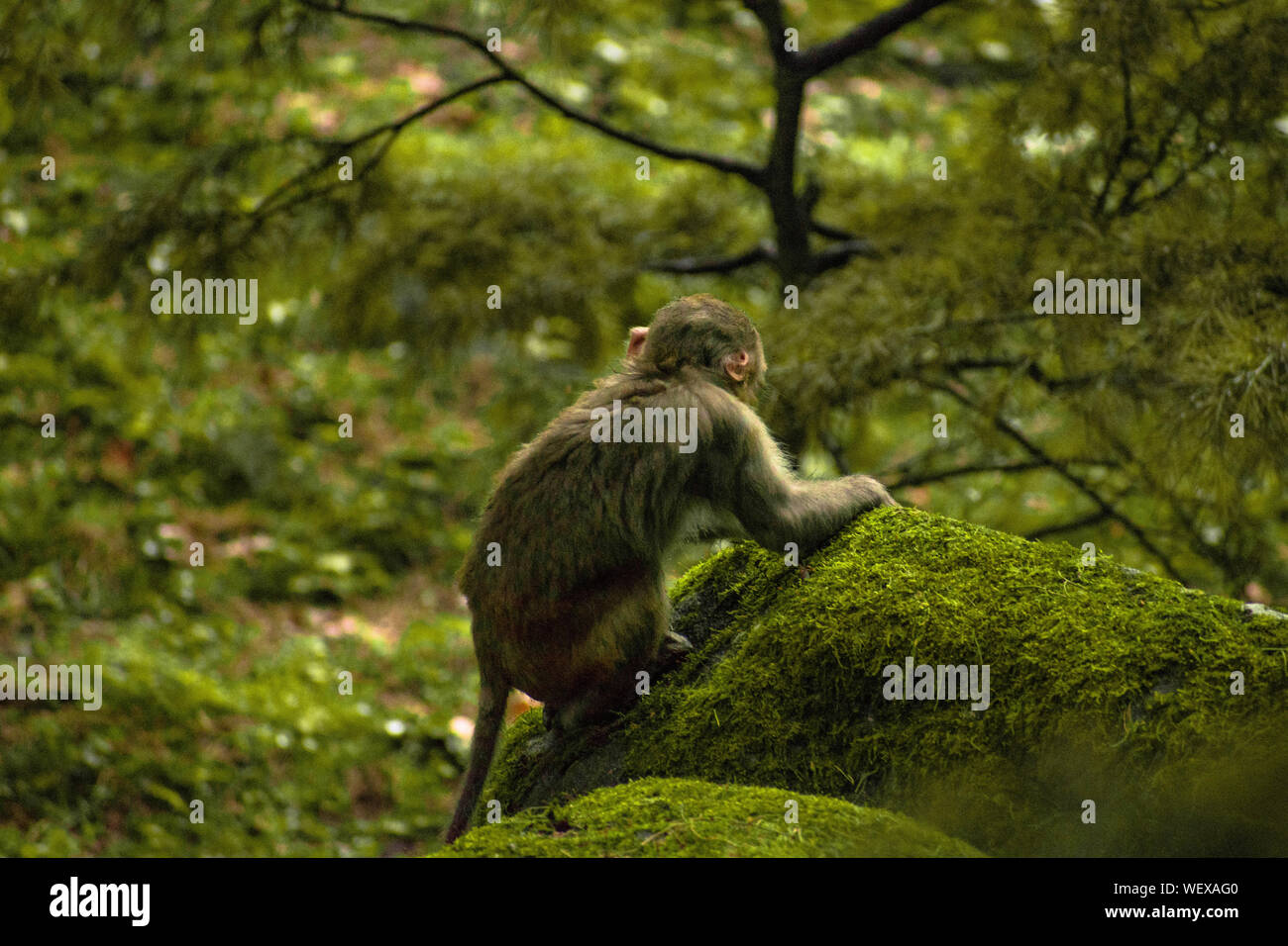 Affe sitzt auf einem Ast eines Baumes oder etwas, das ihrem natürlichen Lebensraum. Einem natürlichen Hintergrund von dichtem Wald ist um ihn herum. Stockfoto