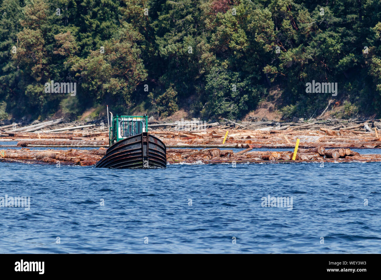 Ein Mann steuert einen kraftvollen schwarz-geschält 'Dozer' (eine Art kleine Ausleger Boot), Abschleppen anmelden Ausleger neben einer bewaldeten Ufer in Küsten British Columbia. Stockfoto