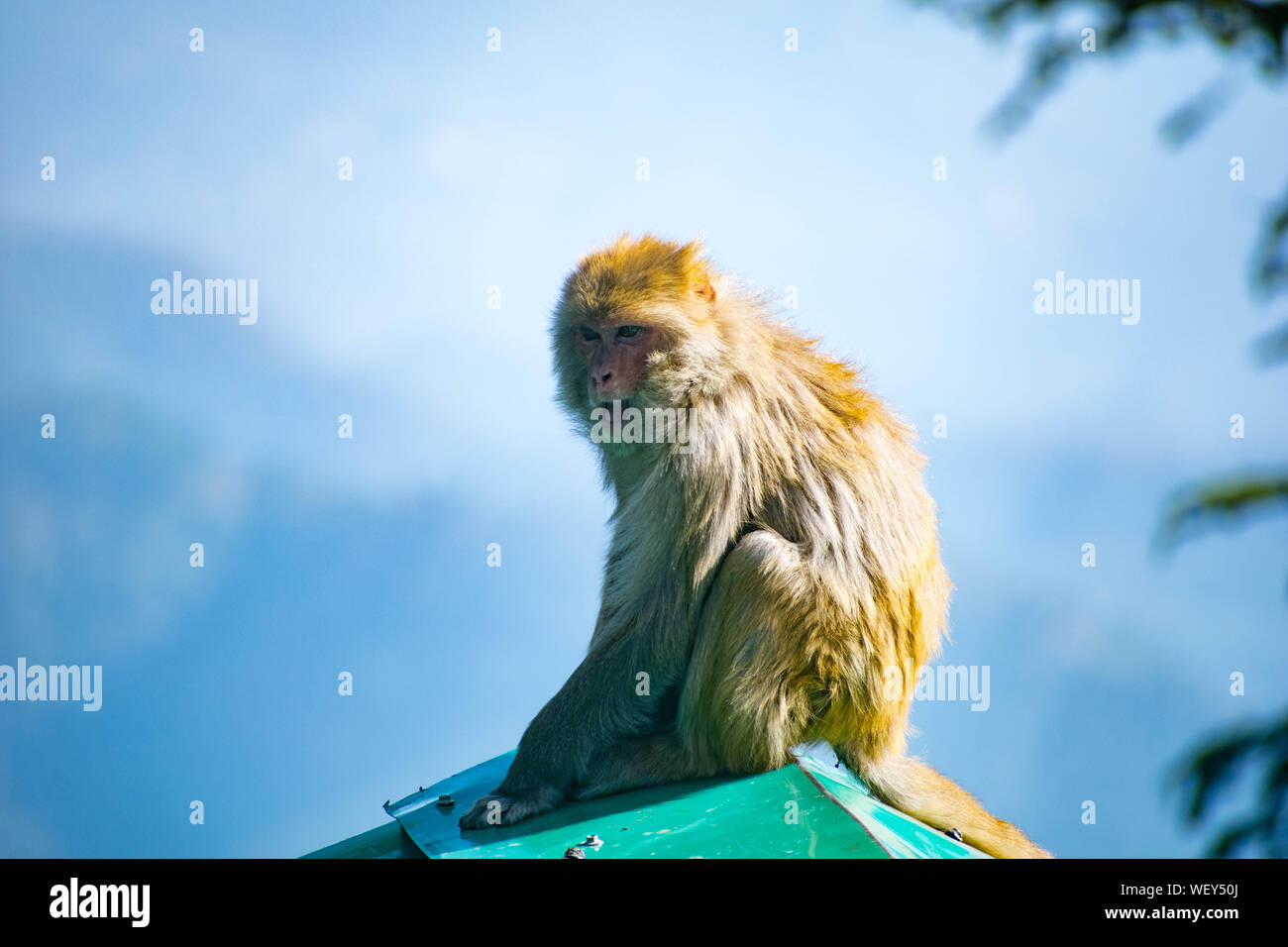 Affe sitzt auf einem Ast eines Baumes oder etwas, das ihrem natürlichen Lebensraum. Einem natürlichen Hintergrund von dichtem Wald ist um ihn herum. Stockfoto