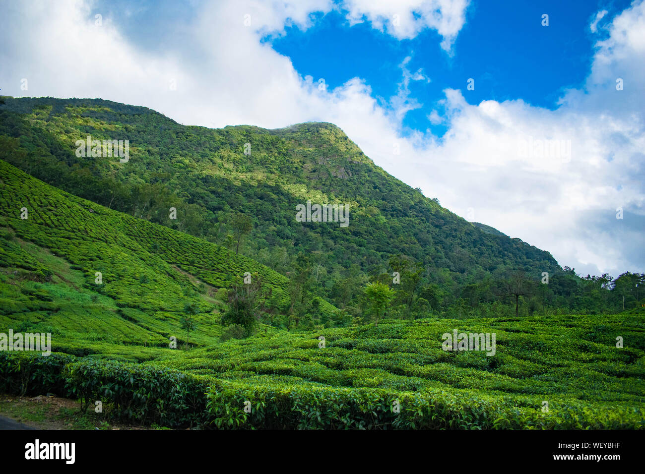 Teeplantagen in Vagamon, Idukki. Ein Teil der Western Ghats in Indien. Ein toller Ort zum Reisen ein Genießen Sie die Schönheit von Kerala Stockfoto