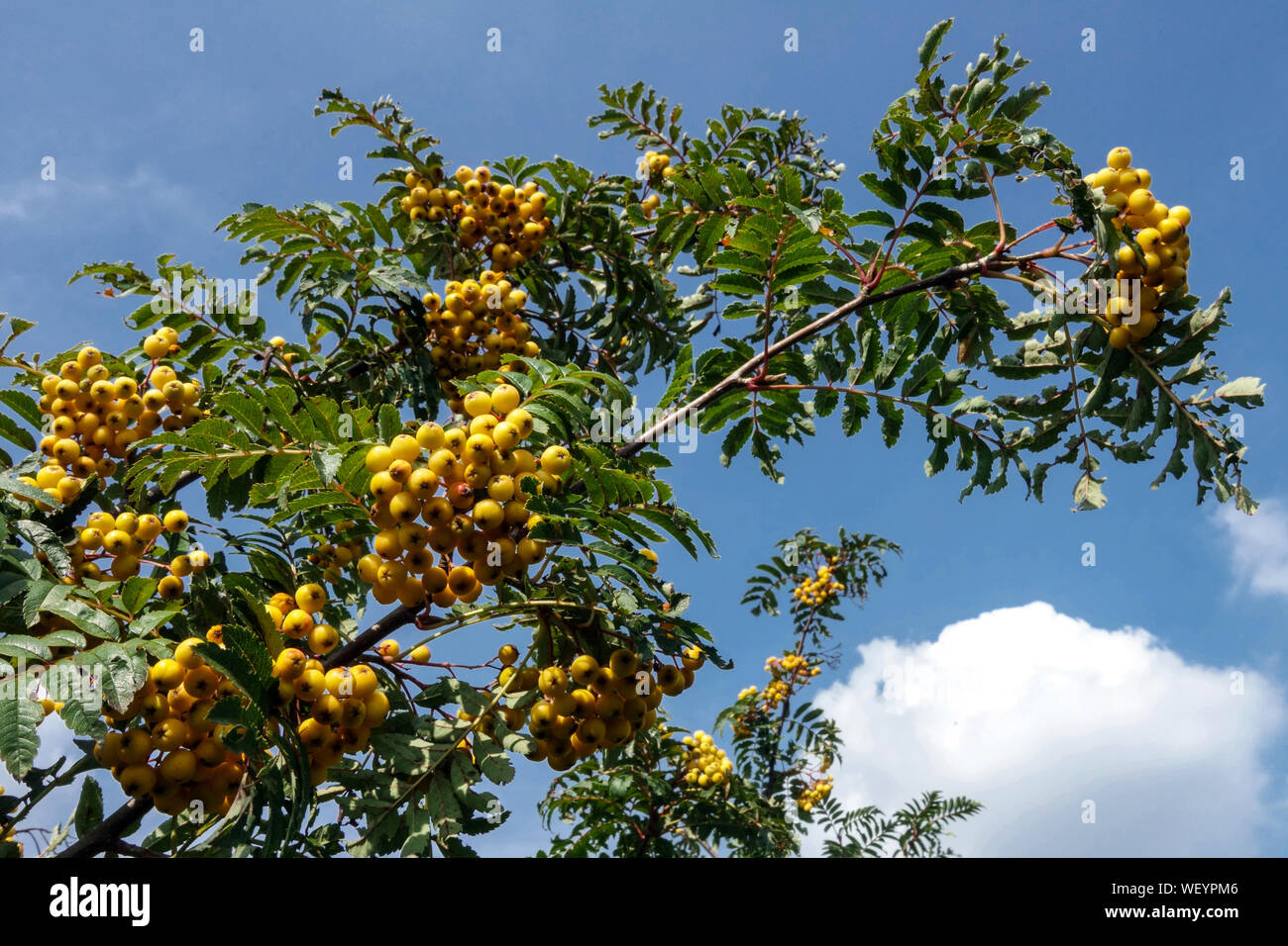 Sorbus Sonnenschein, Vogelbeeren auf Baum im August Stockfoto