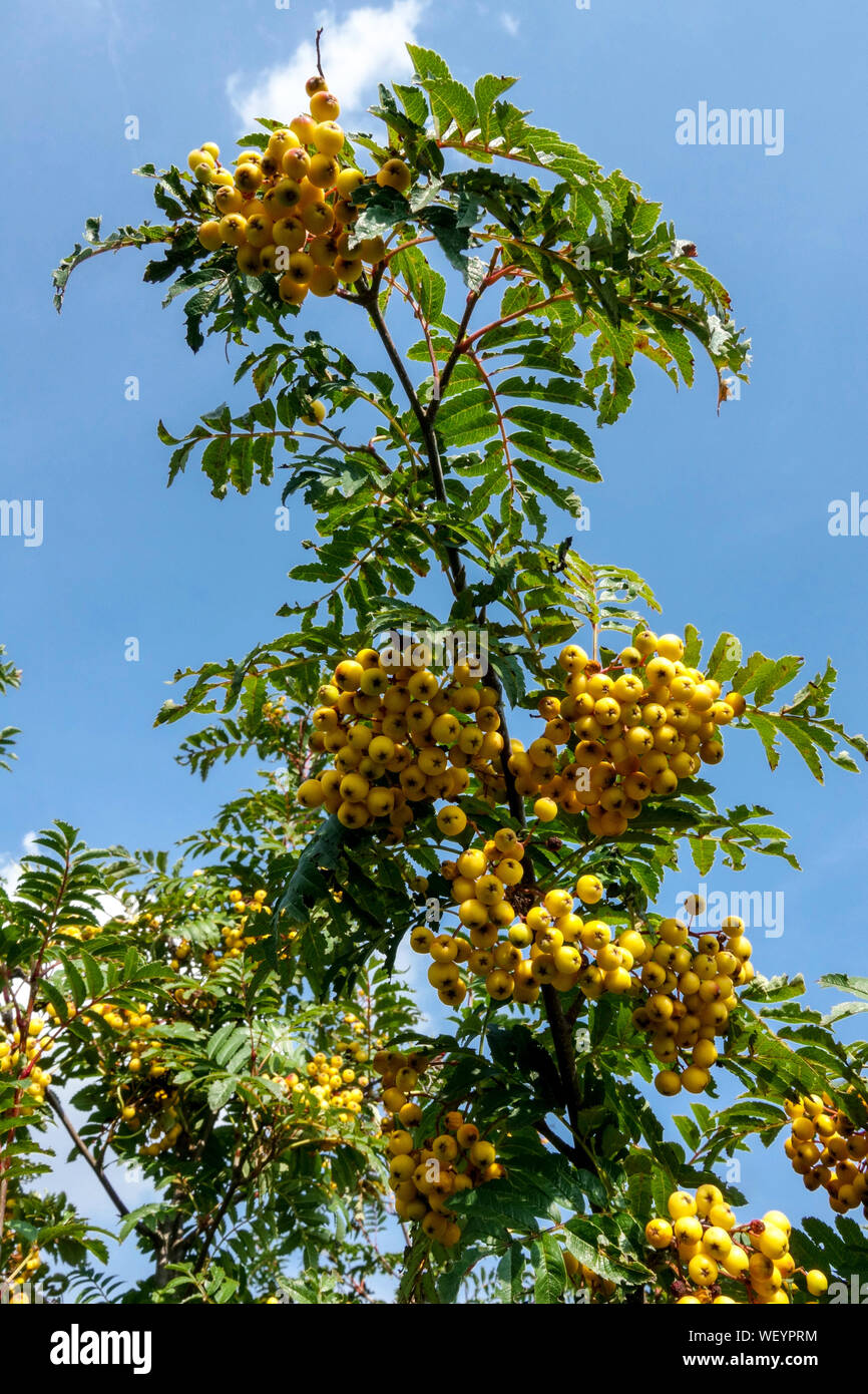 Sorbus Sonnenschein, Vogelbeeren auf Baum im August Stockfoto