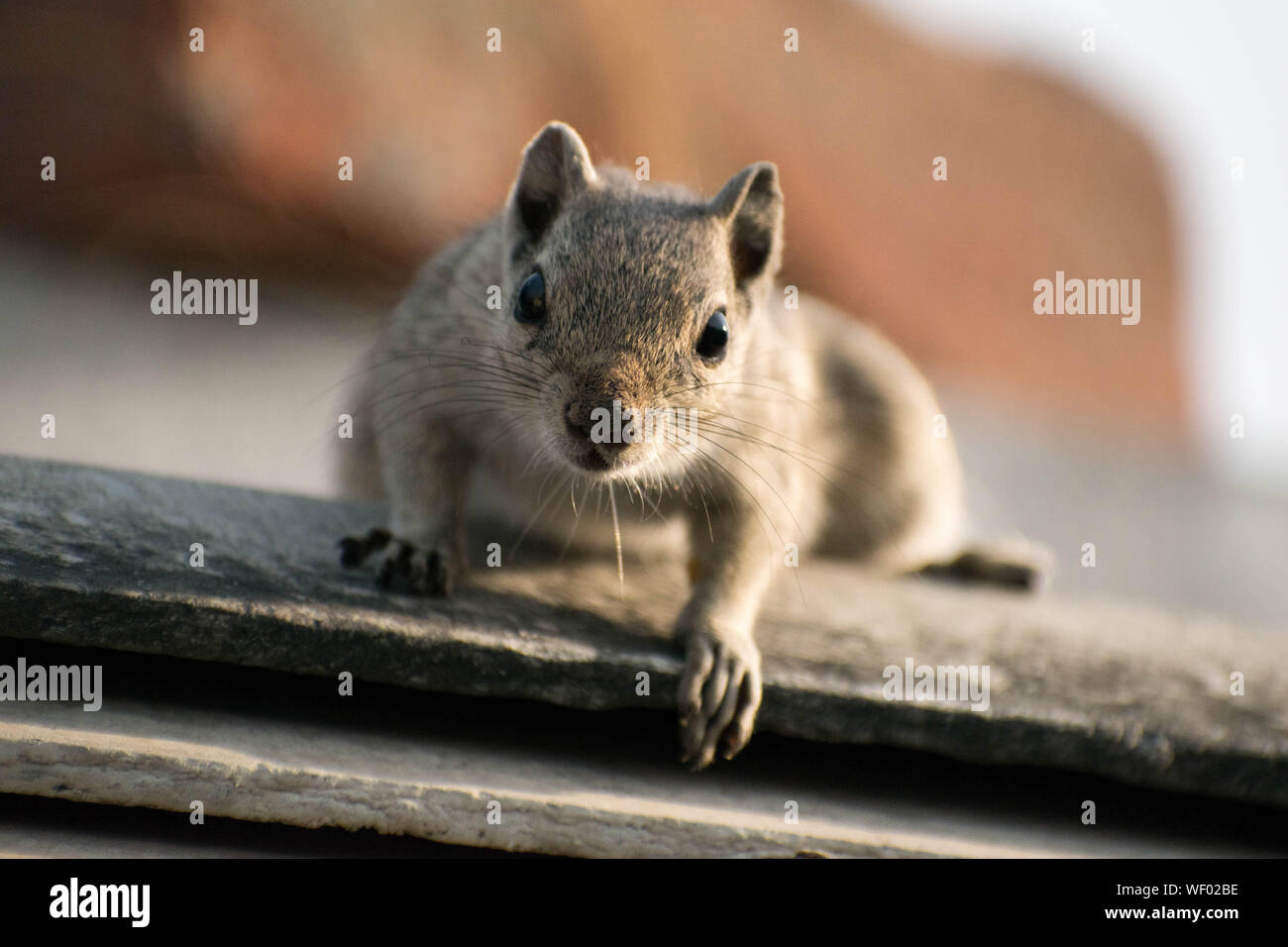 Nahaufnahme von einem Eichhörnchen in gute Zeit Stockfoto