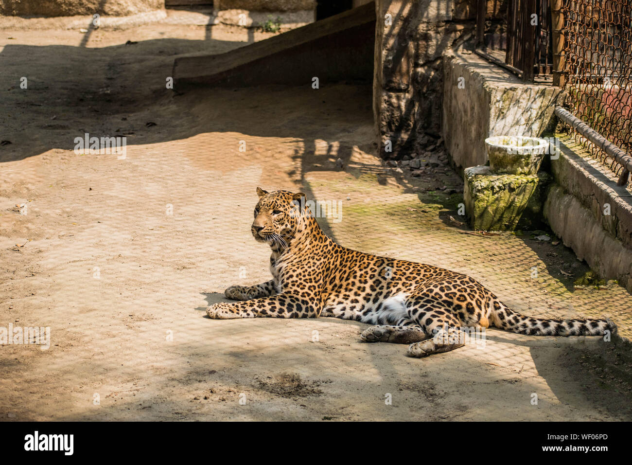 Ein Leopard in seiner natürlichen Posen entweder ywning oder geben aus dem Tod stare Stockfoto