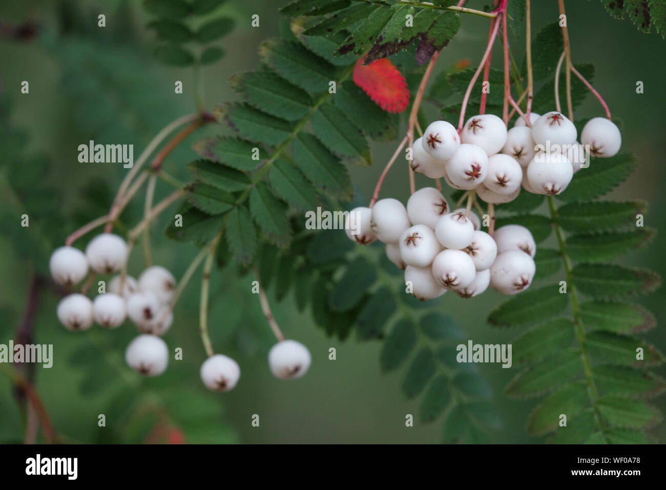 Chinesische Eberesche, Sorbus koehneana, Rowan weißen Beeren am Baum, August Stockfoto