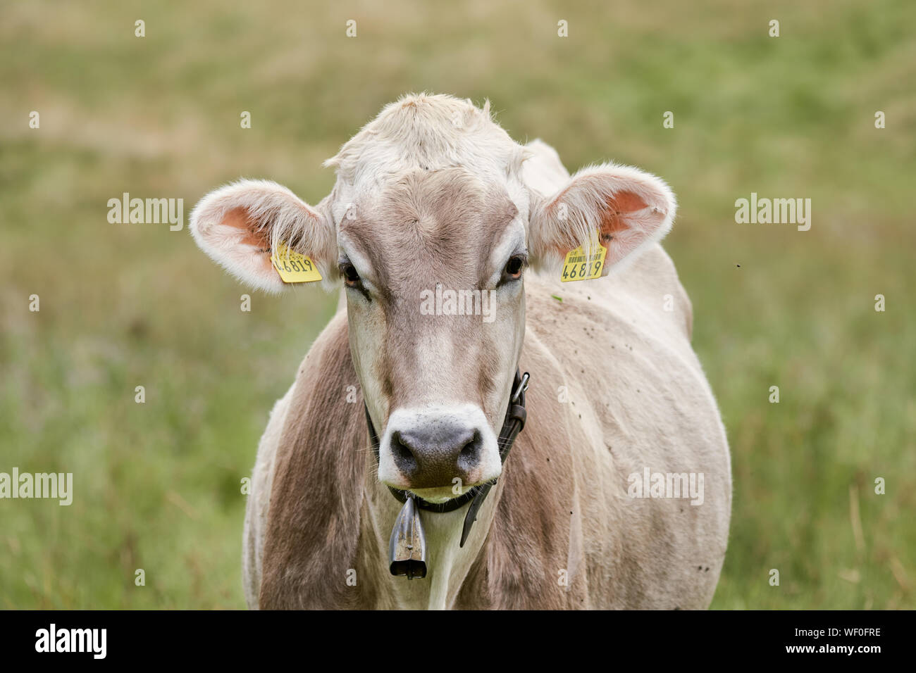 Nahaufnahme einer Kuh mit einer Kuhglocke auf der grünen Wiese im Allgäu/Bayern, Deutschland Stockfoto
