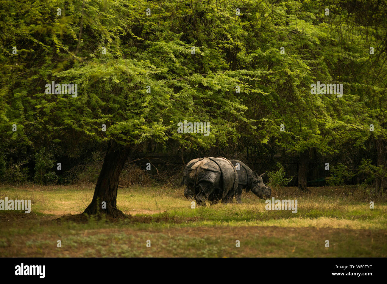 Nashorn in einem Wald. Freundlich Nashörner, deren Hörner auf dem Markt illegal verkauft wird. Stockfoto