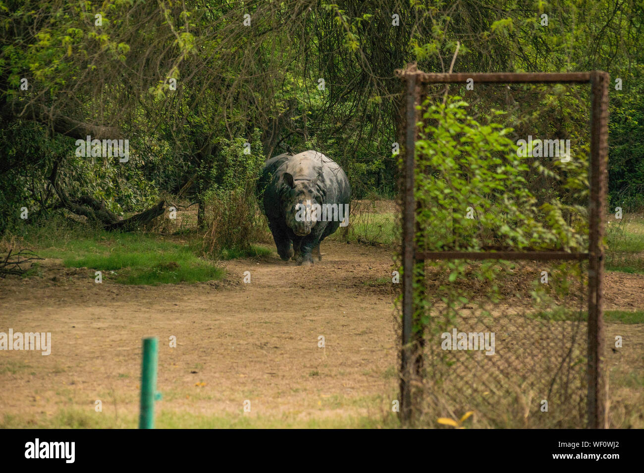 Nashorn in einem Wald. Freundlich Nashörner, deren Hörner auf dem Markt illegal verkauft wird. Stockfoto