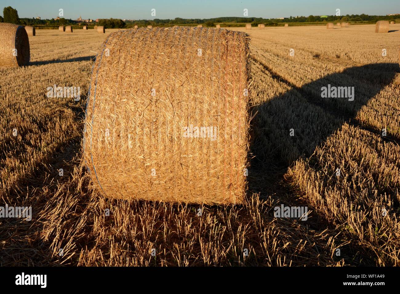 Ballen in einem Feld von Stroh Stockfoto