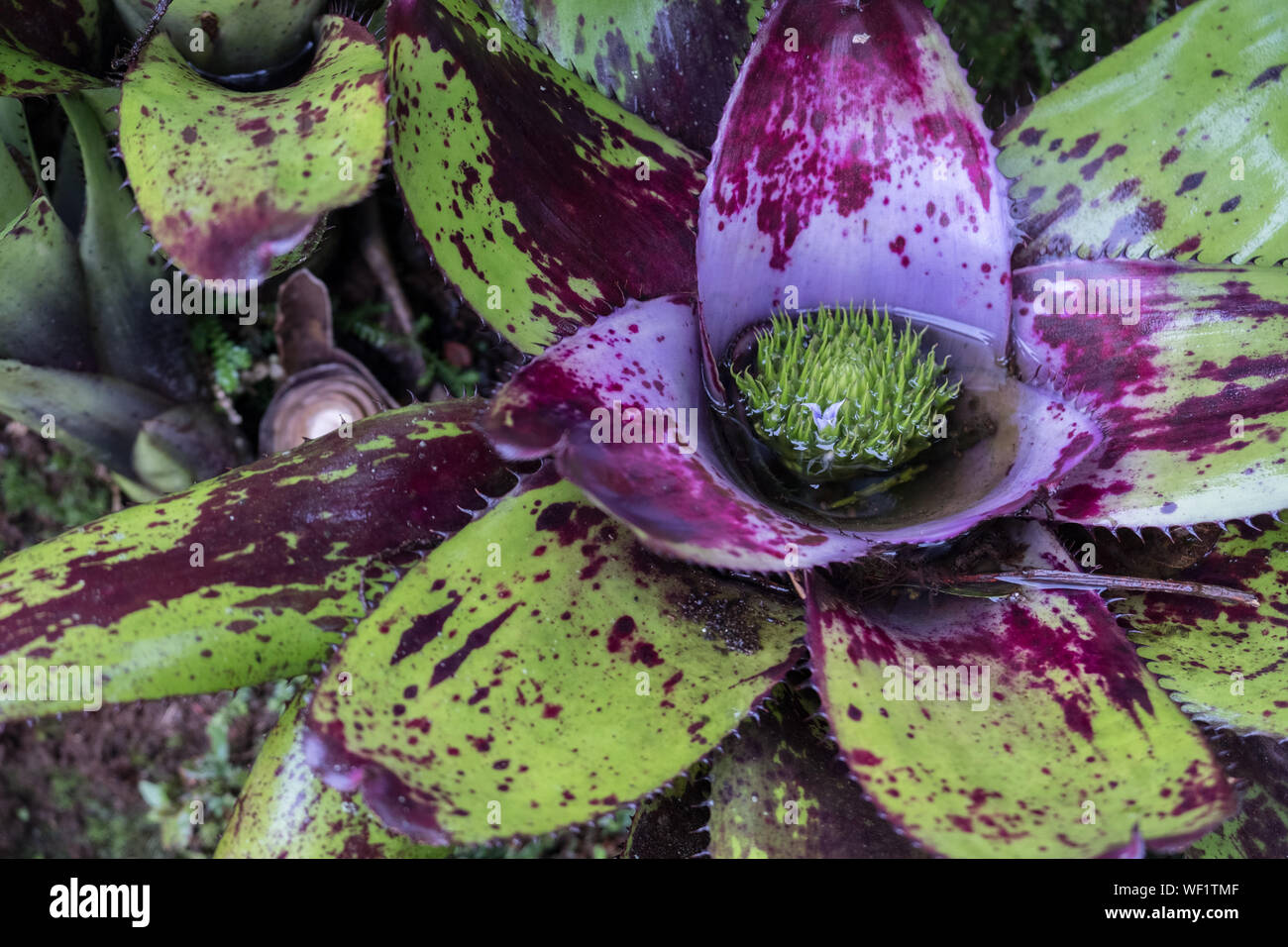 Lila und Grün Bromelie, La Paz Wasserfall Garten, Costa Rica, Detail Stockfoto