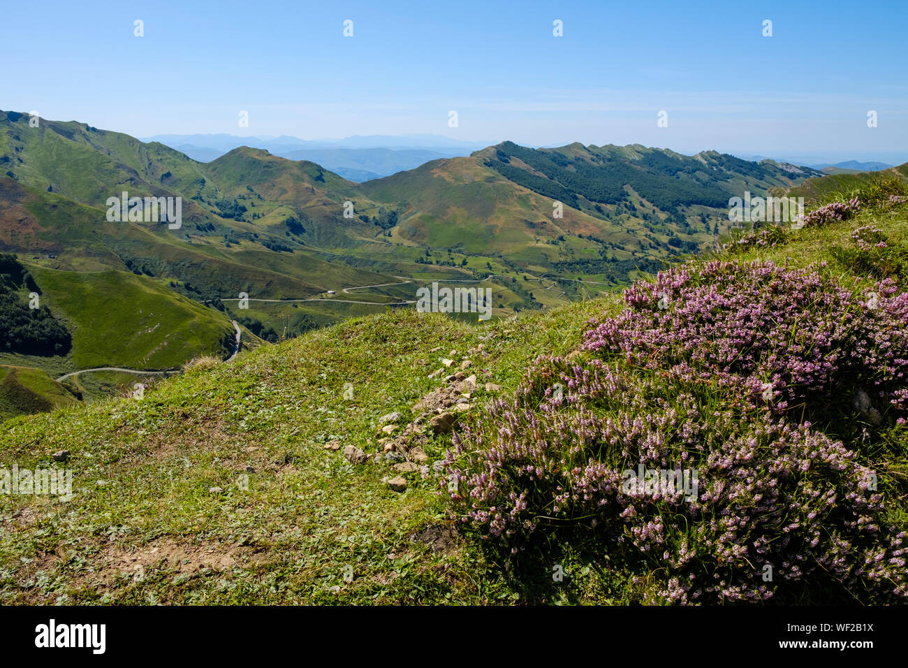 Schönen Wildblumen in den Vordergrund einer wunderschönen Berglandschaft bei Alto Valle del Río Miera, Kantabrien, Spanien Stockfoto