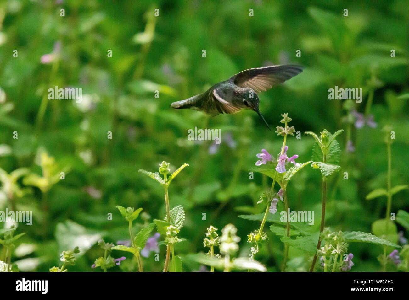 Hummingbird im Flug, die durch violette Blumen Stockfoto