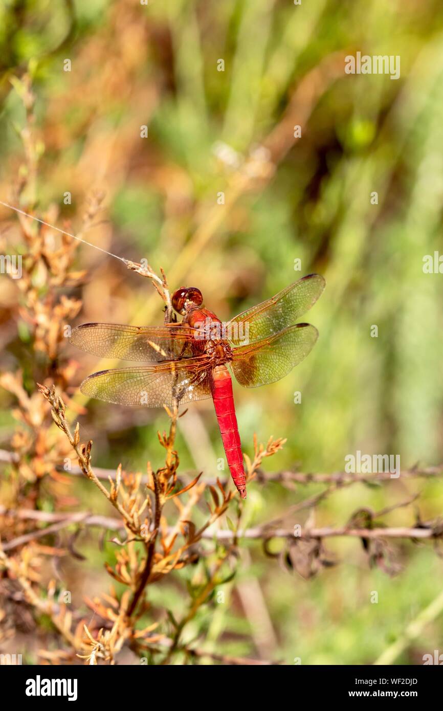 Rote Libelle aus der Nähe Stockfoto
