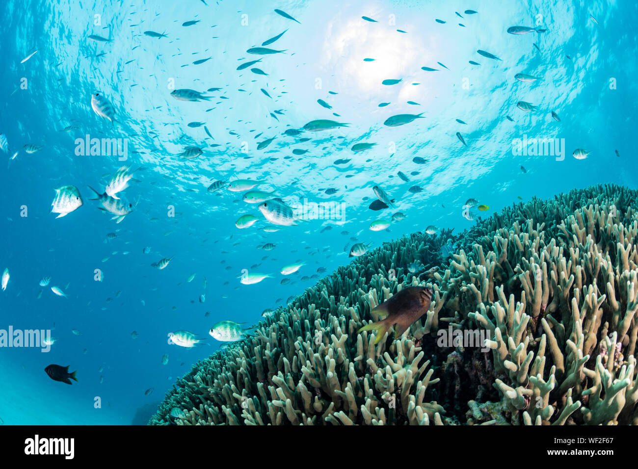 Schule der Riffbarsche und Chromis Stockfoto