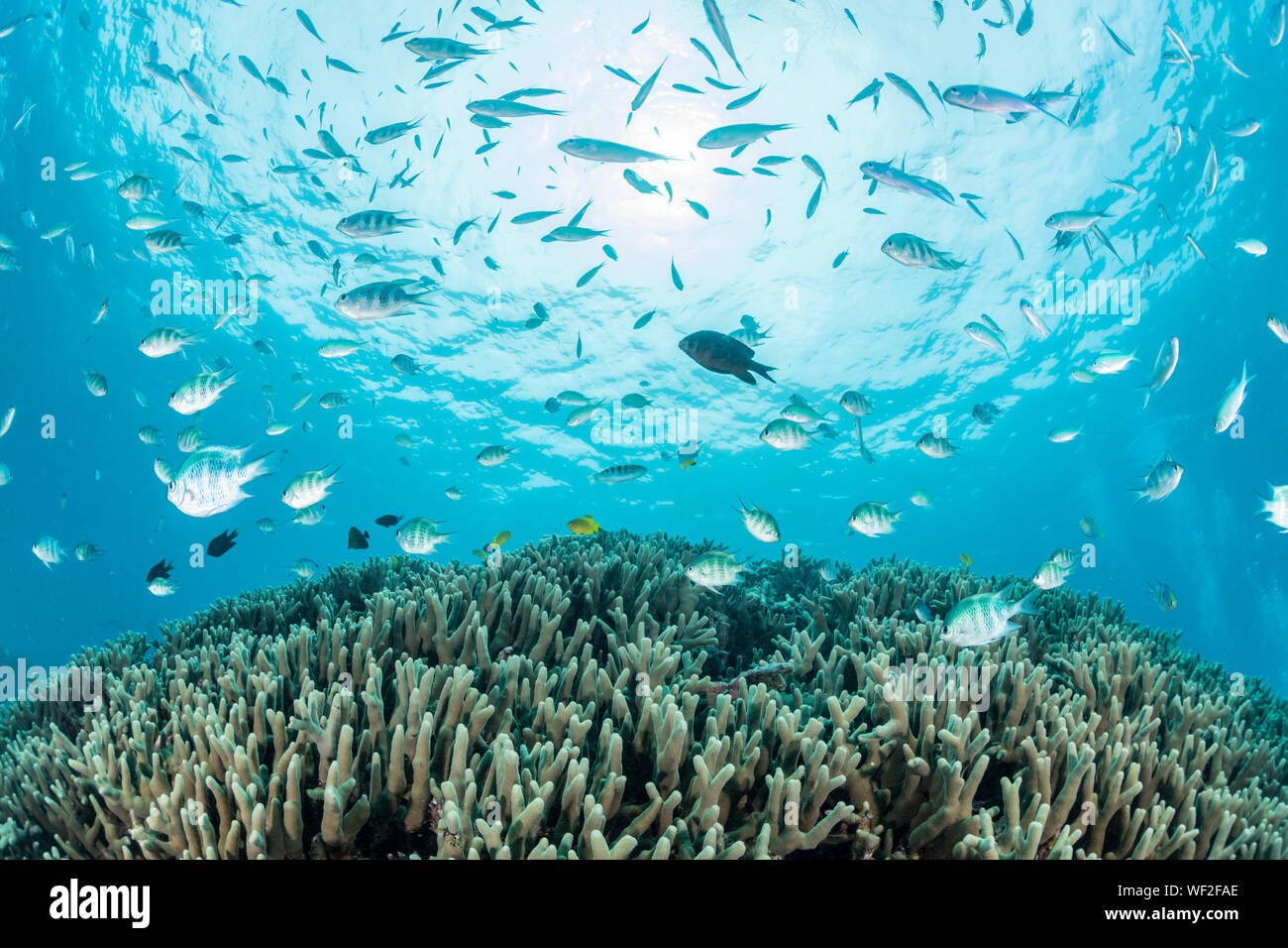 Schule der Riffbarsche und Chromis Stockfoto