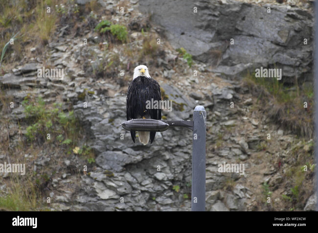 Der Weißkopfseeadler, Dutch Harbor, AK Stockfoto