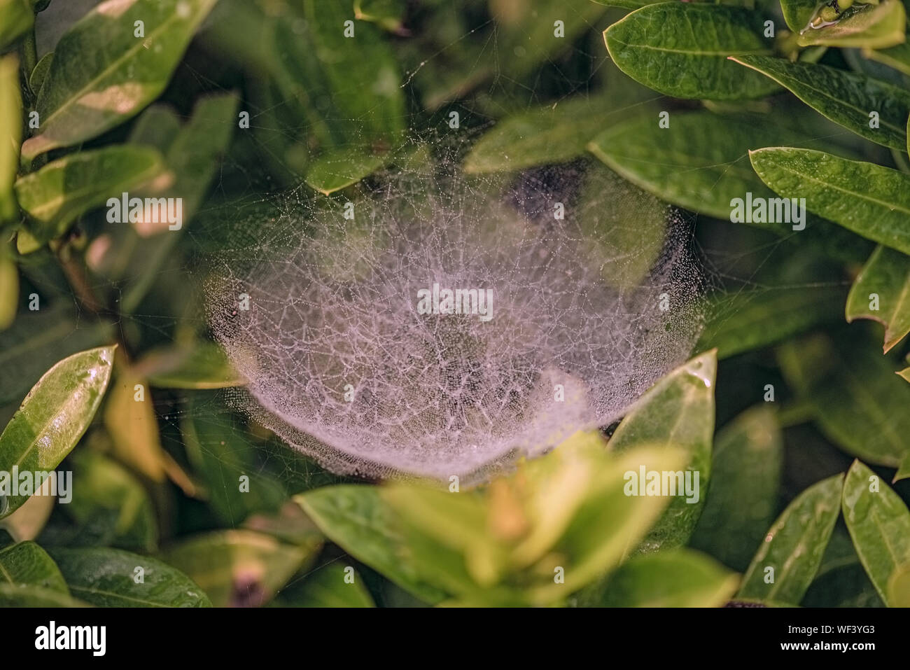 Natürliche Welt, Web Spider. Diamant Ringe, in Dews, Salt Lake Park, im Winter, Morgen, Kolkata, Indien. Stockfoto