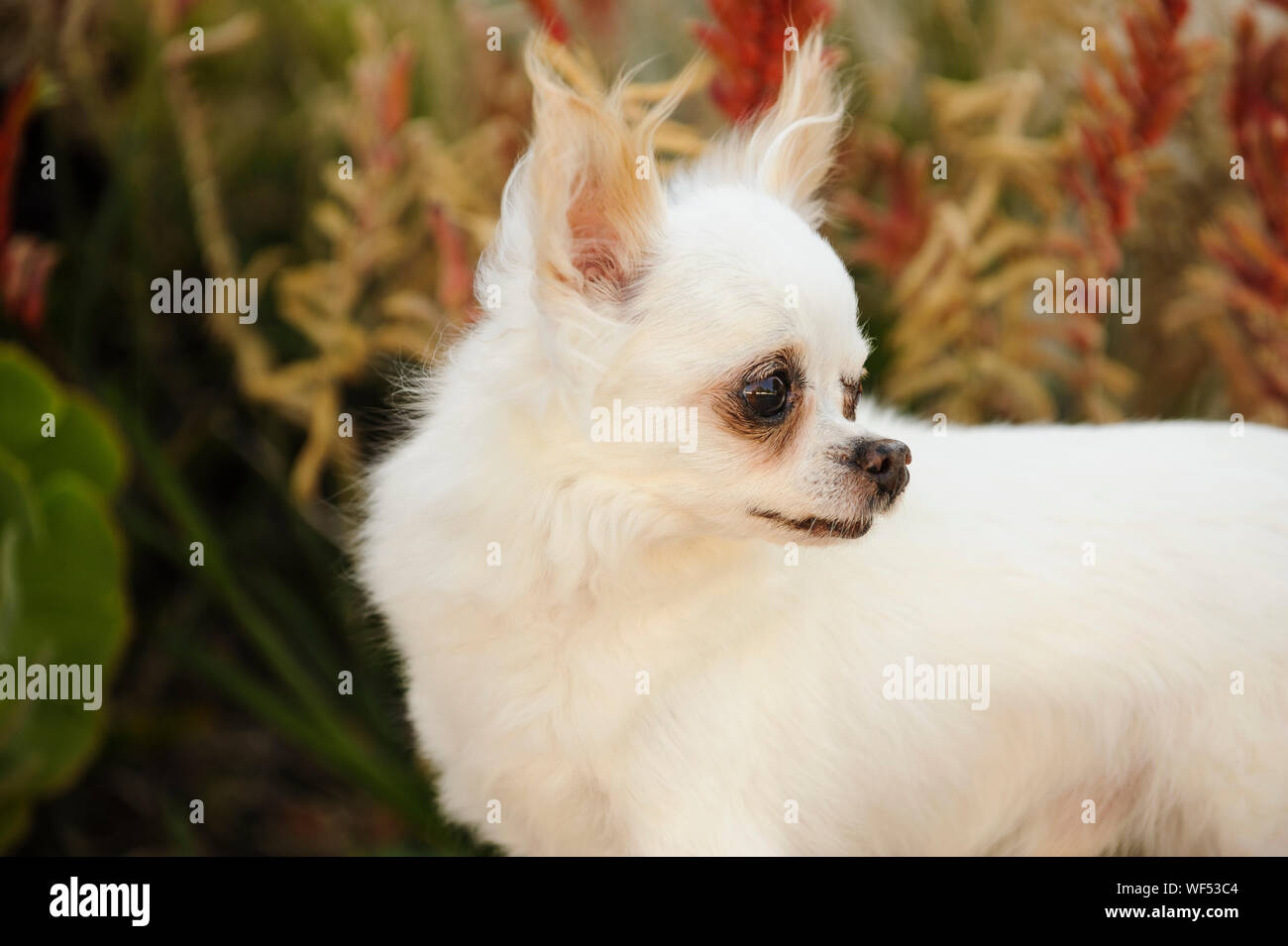 Weiß Chihuahua Hund Suchen Über die Schultern Stockfoto