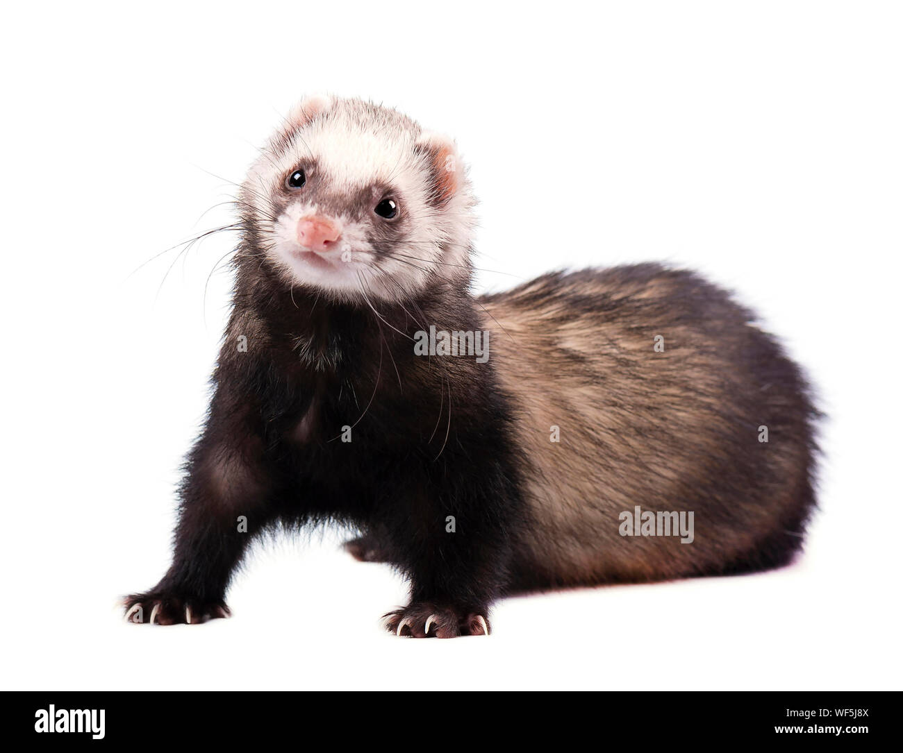 Cute Grau im vollen Wachstum liegt Frettchen isoliert Stockfoto