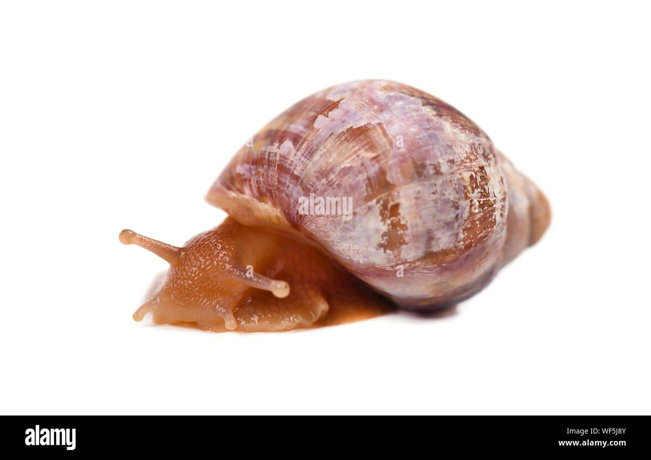Schnecke, die isoliert auf weißem Hintergrund Stockfoto